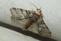 Drymonia ruficornis