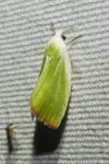 Earias clorana