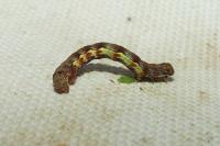 Erannis defoliaria