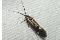 Esperia sulphurella