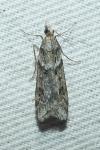 Eudonia angustea