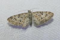 Eupithecia dodoneata