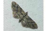 Gymnoscelis rufifasciata