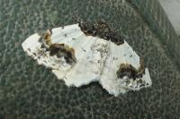 Ligdia adustata