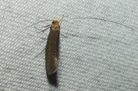 Nematopogon adansoniella
