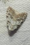 Nola confusalis