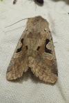 Orthosia gothica