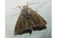 Orthosia incerta