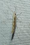 Plutella xylostella