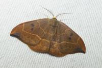 Watsonalla binaria