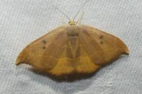 Watsonalla binaria