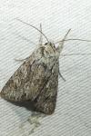 Xylocampa areola