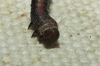 Phigaliohybernia