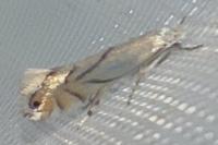 Phyllonorycter harrisella