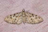 Eupithecia dodoneata