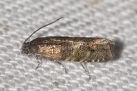 Pammene splendidulana