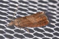 Dichrorampha acuminatana