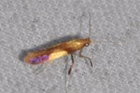 Caloptilia robustella