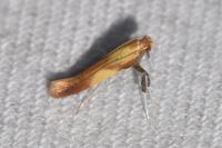 Caloptilia robustella