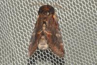 Notodonta dromedarius