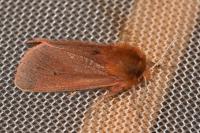 Phragmatobia fuliginosa