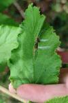 Acleris schalleriana