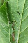 Acleris schalleriana