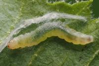 Acleris schalleriana