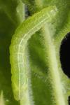 Amphipyra berbera/pyramidea