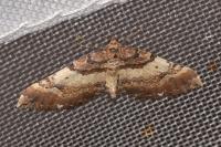 Earophila badiata