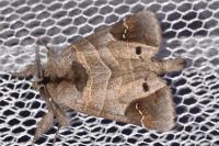 Clostera anachoreta