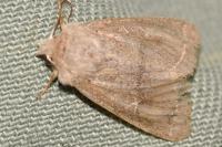 Orthosia cerasi