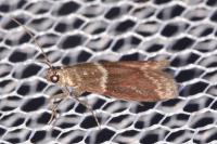 Cryptoblabes bistriga