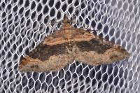 Xanthorhoe ferrugata