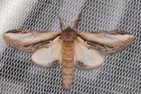 Pheosia tremula