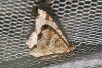 Macaria alternata