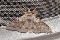 Calliteara pudibunda