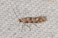 Phyllonorycter trifasciella