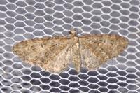 Eupithecia abbreviata