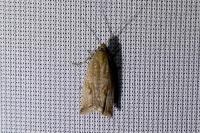 Bactra