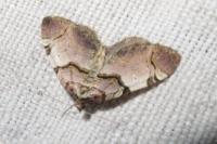 Anticlea derivata