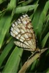 Chiasmia clathrata