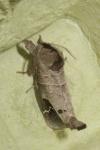 Clostera anachoreta