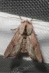 Egira conspicillaris