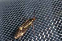 Esperia sulphurella