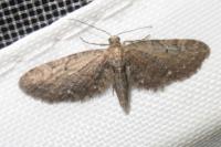 Eupithecia innotata