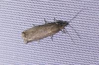 Bactra