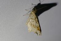 Macaria alternata