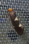 Incurvaria masculella