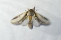 Pheosia tremula